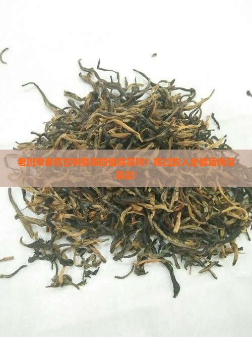 老班章春燕古树茶