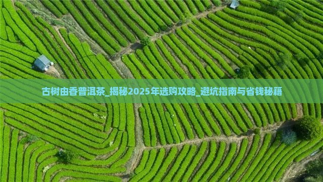 古树由香普洱茶