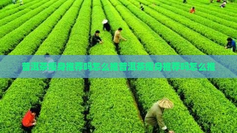 普洱茶瘦身推荐吗怎么推