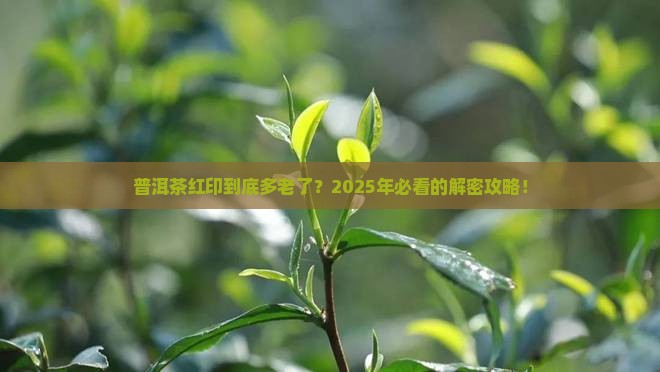 普洱茶红印是多少年的
