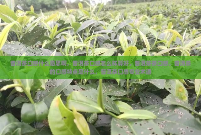 普洱茶口感什么意思啊