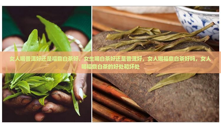 女人喝普洱好还是福鼎白茶好