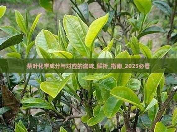 茶叶化学成分与对应的滋味