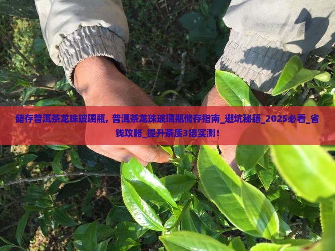 储存普洱茶龙珠玻璃瓶