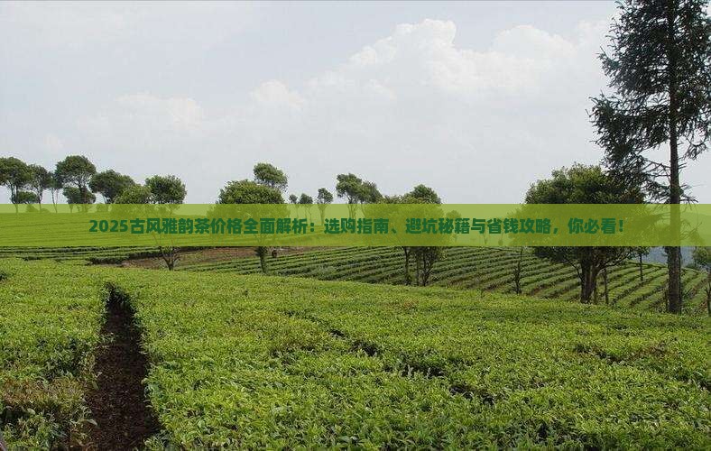 古风雅韵茶价格