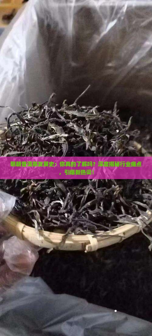 明朝普洱茶发展史