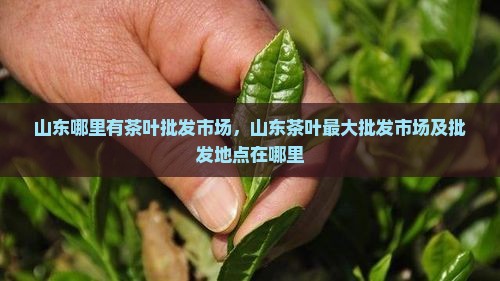 山东哪里有茶叶批发市场