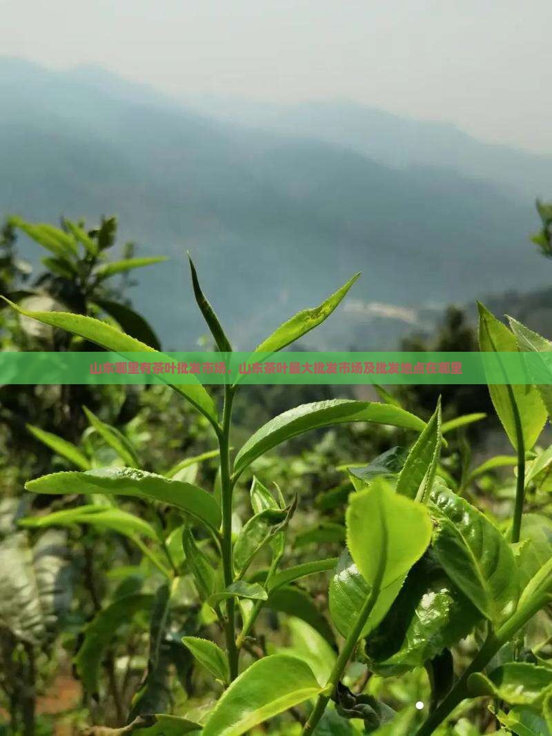 山东哪里有茶叶批发市场