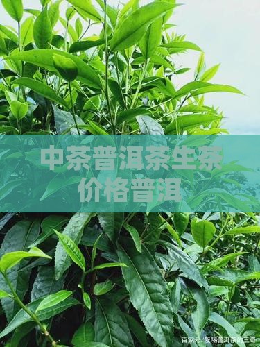 8581普洱茶的价格