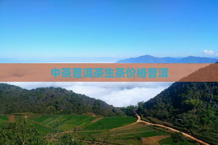 8581普洱茶的价格