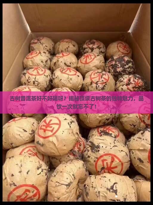 古树普洱茶好不好喝呀