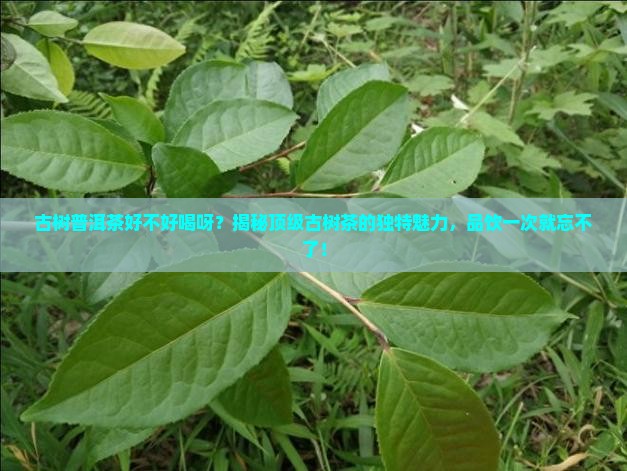 古树普洱茶好不好喝呀