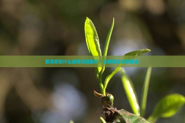 普洱茶配什么通便润肠最好
