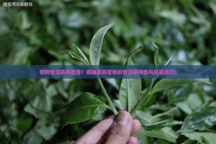 哪种普洱茶有蜜香