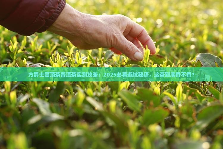 方爵士高顶茶普洱茶