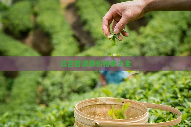 红吉普洱茶价格表