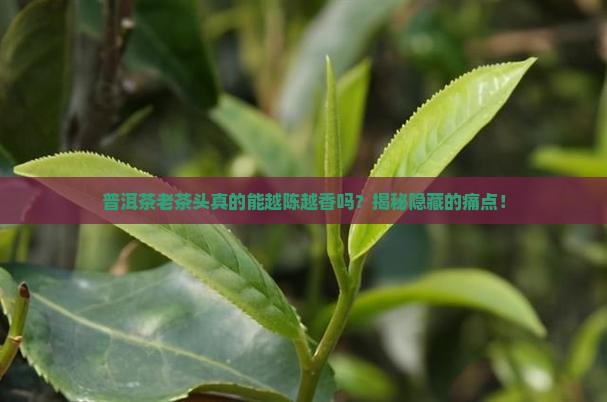 普洱茶老茶头直播