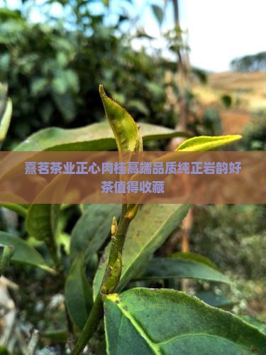 熹茗茶业正心肉桂