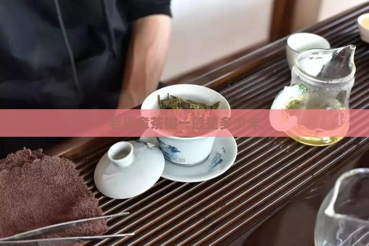 老班章茶树一般是多少年