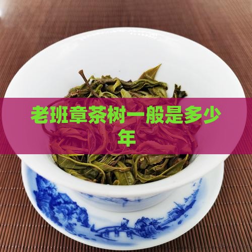 老班章茶树一般是多少年
