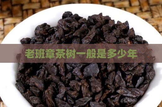 老班章茶树一般是多少年