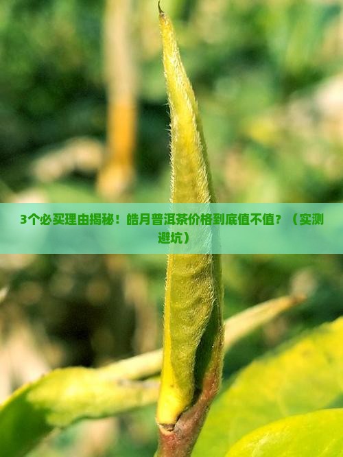皓月普洱茶价格