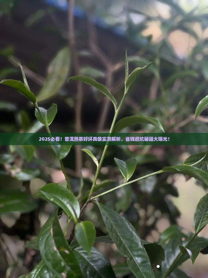 怎样区分普洱茶熟茶的好坏