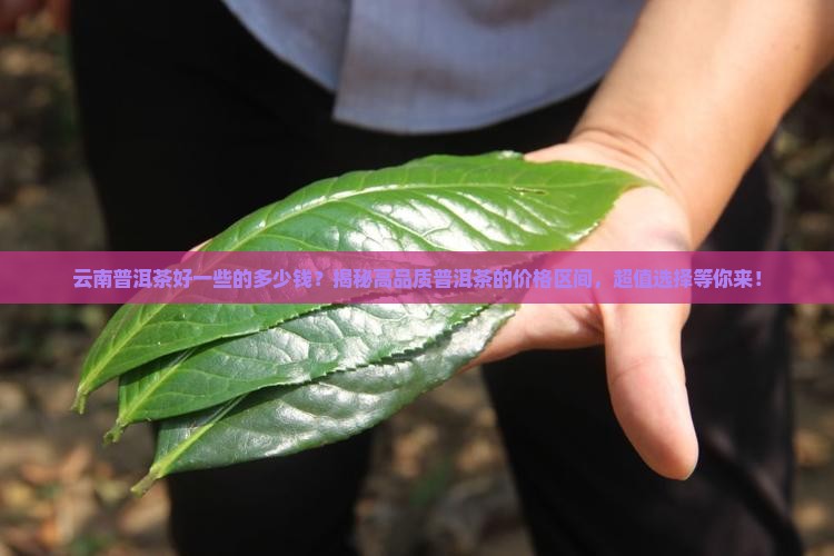 云南普洱茶好一些的多少钱