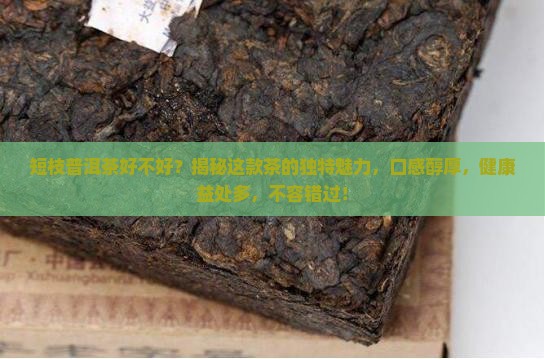短枝普洱茶好不好