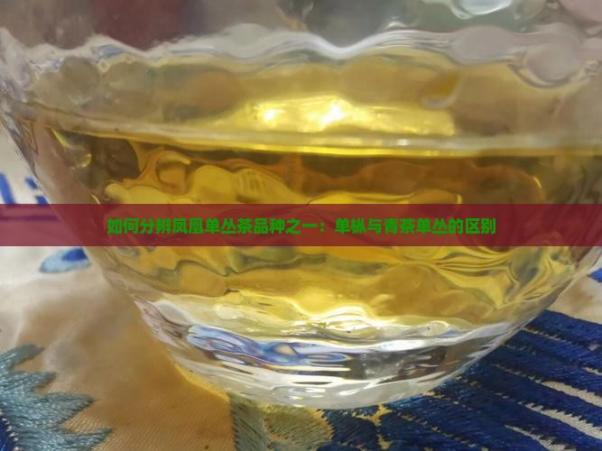 单丛茶品种怎么分辨