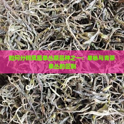 单丛茶品种怎么分辨