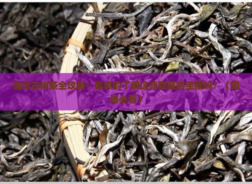 临沧地区全部古树茶