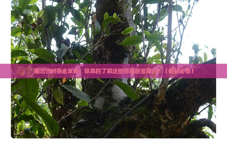 临沧地区全部古树茶