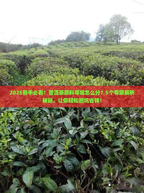 普洱茶的原料等级排序
