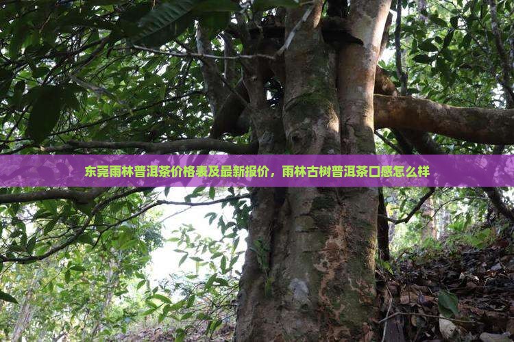 东莞雨林普洱茶