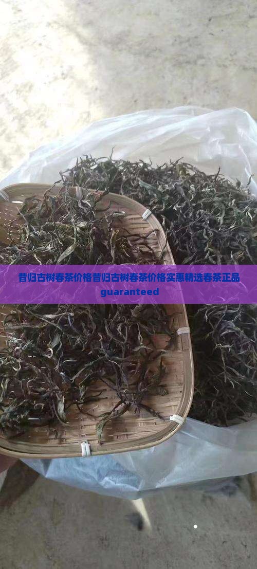 昔归古树春茶价格
