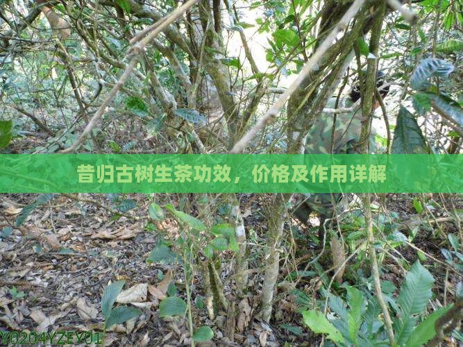 昔归古树生茶功效