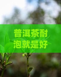 普洱茶耐泡是好茶么