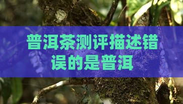 普洱茶测评描述错误的是