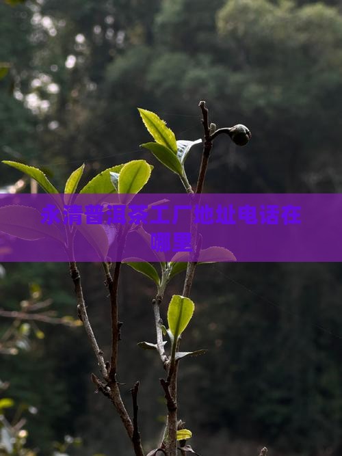 永清普洱茶工厂