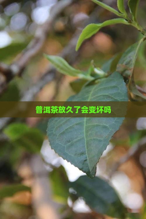 普洱茶放久了会变坏吗