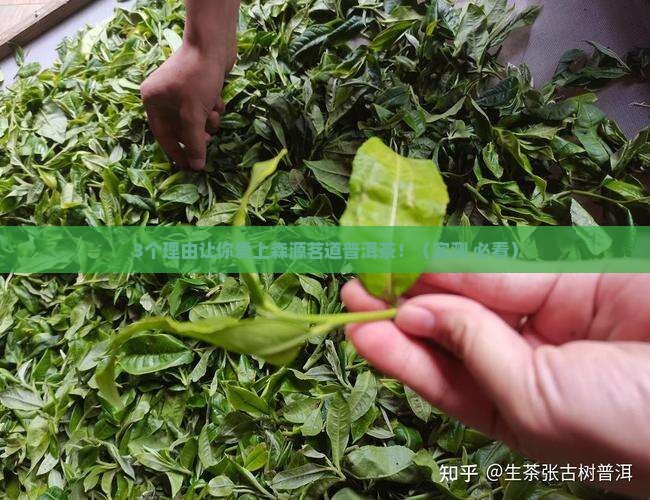 森源茗道普洱茶