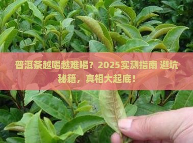 普洱茶怎么喝都不好喝怎么回事