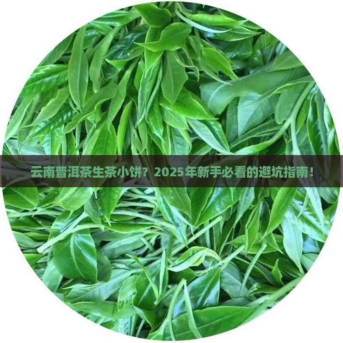云南普洱茶生茶小饼