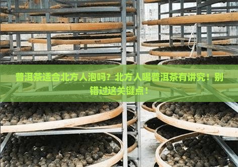 普洱茶适合北方人泡吗
