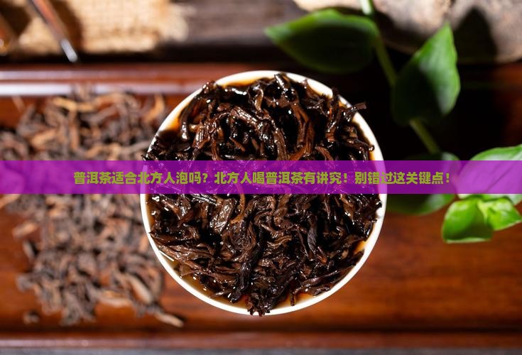 普洱茶适合北方人泡吗