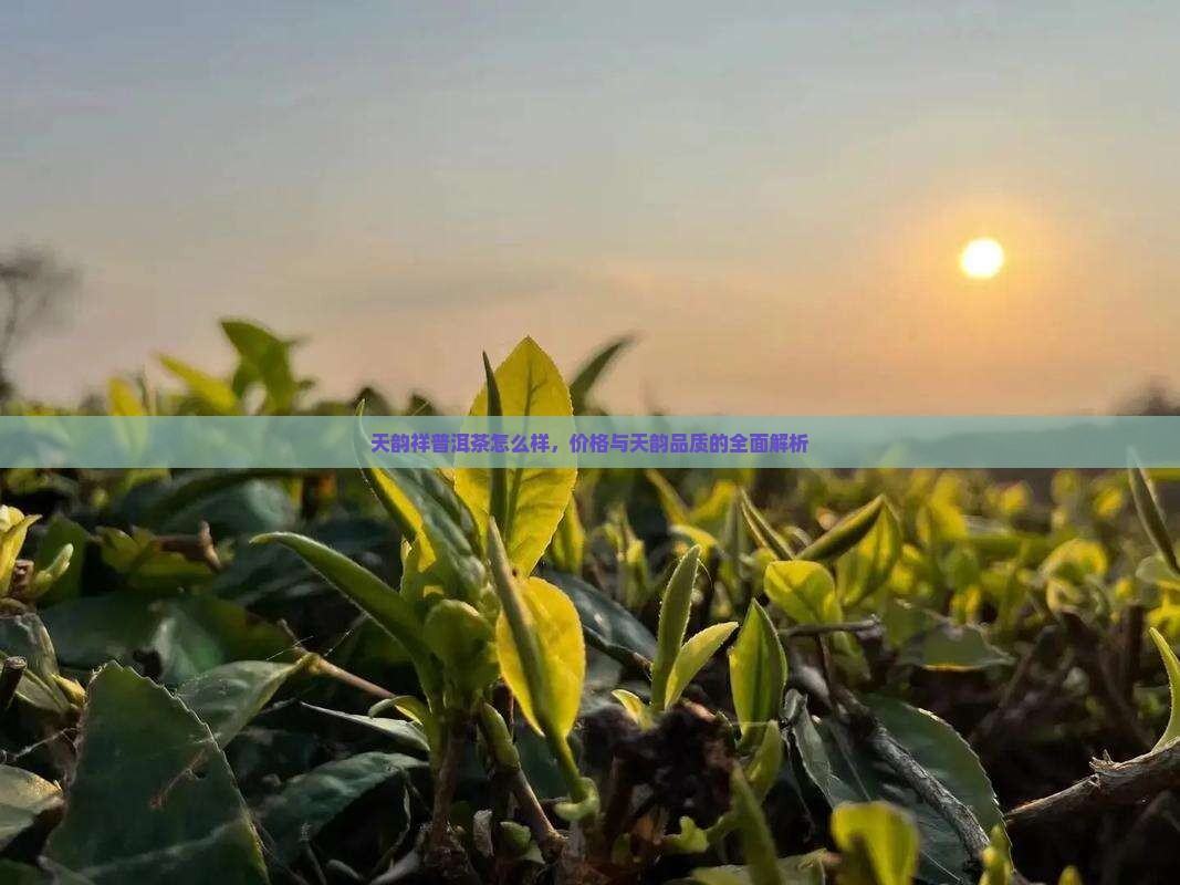 天韵祥茶叶怎么样