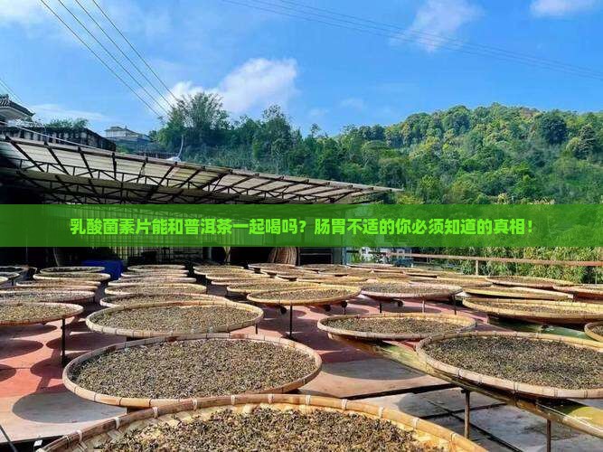 乳酸菌素片和普洱茶