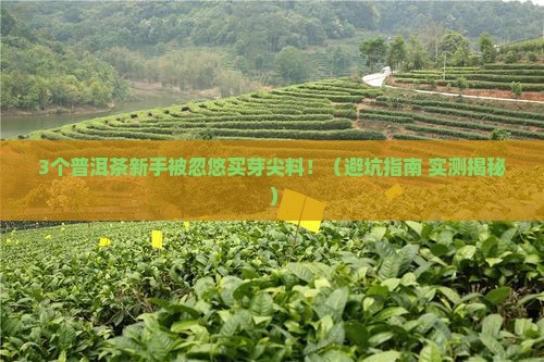 普洱茶全是芽尖料