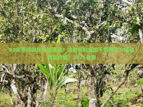 80年双狮同庆号普洱茶